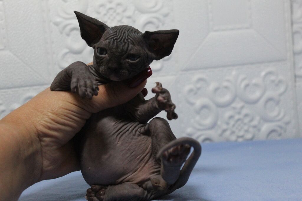 5346947  Canadian sphynx