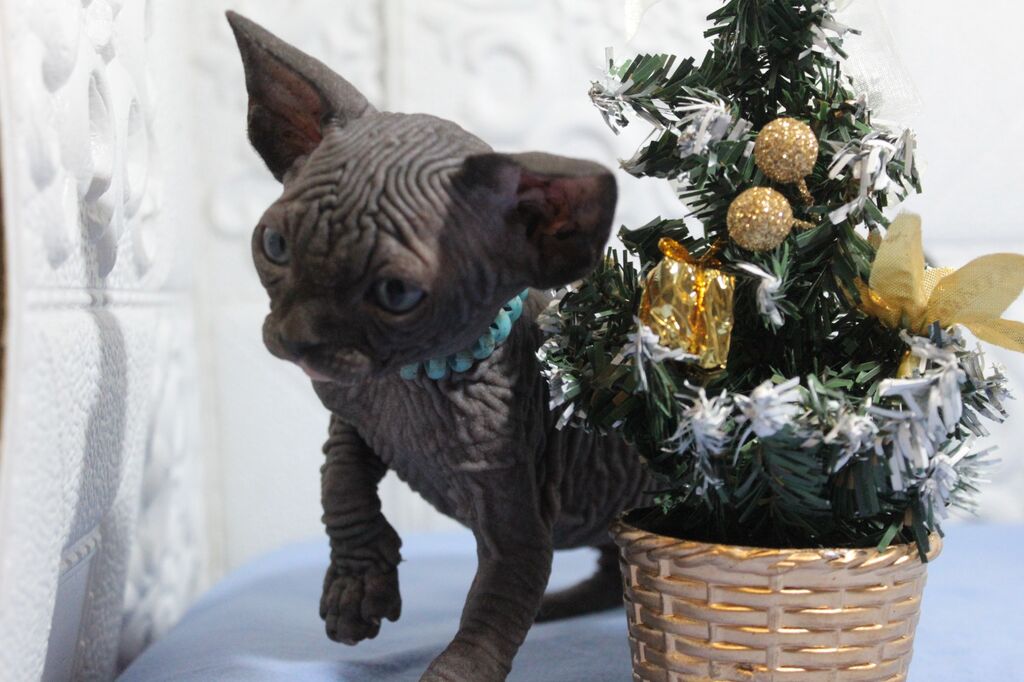 5346948  Canadian sphynx
