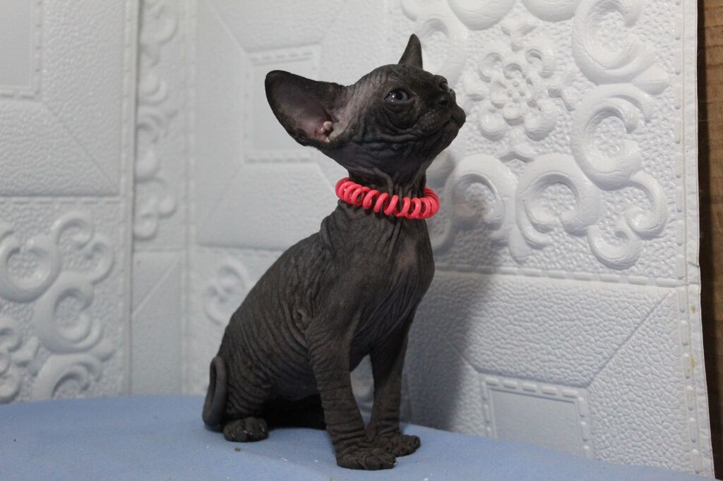 5346949  Canadian sphynx