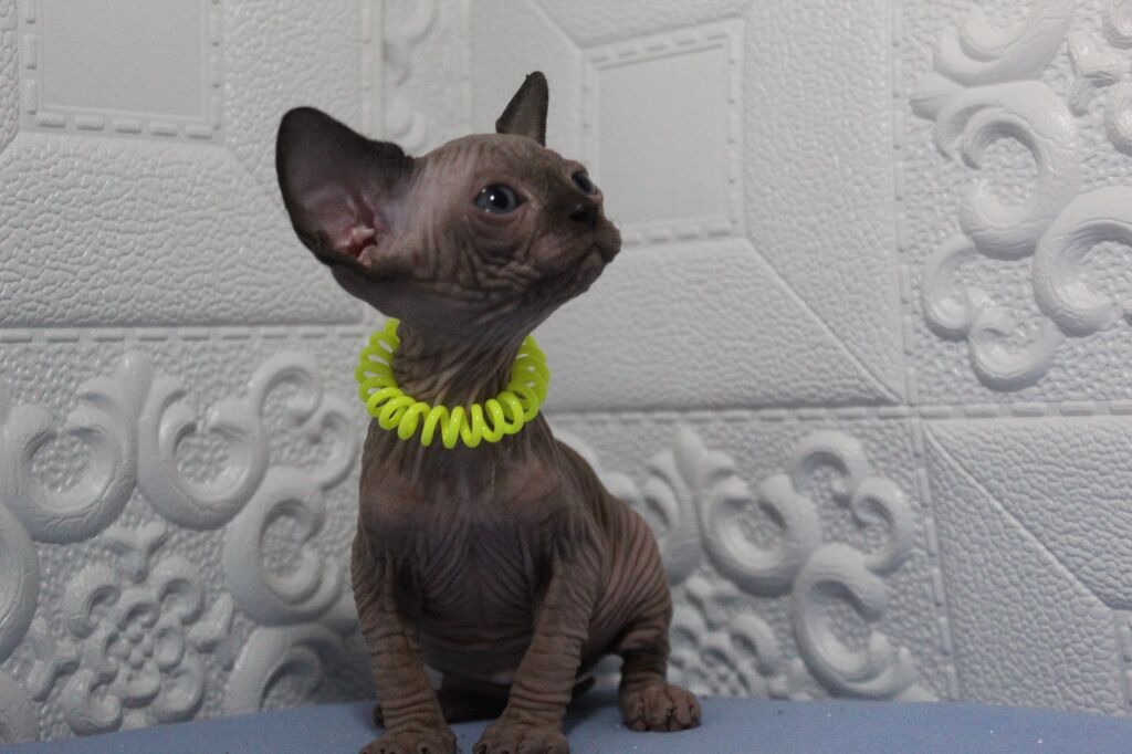 5346950  Canadian sphynx
