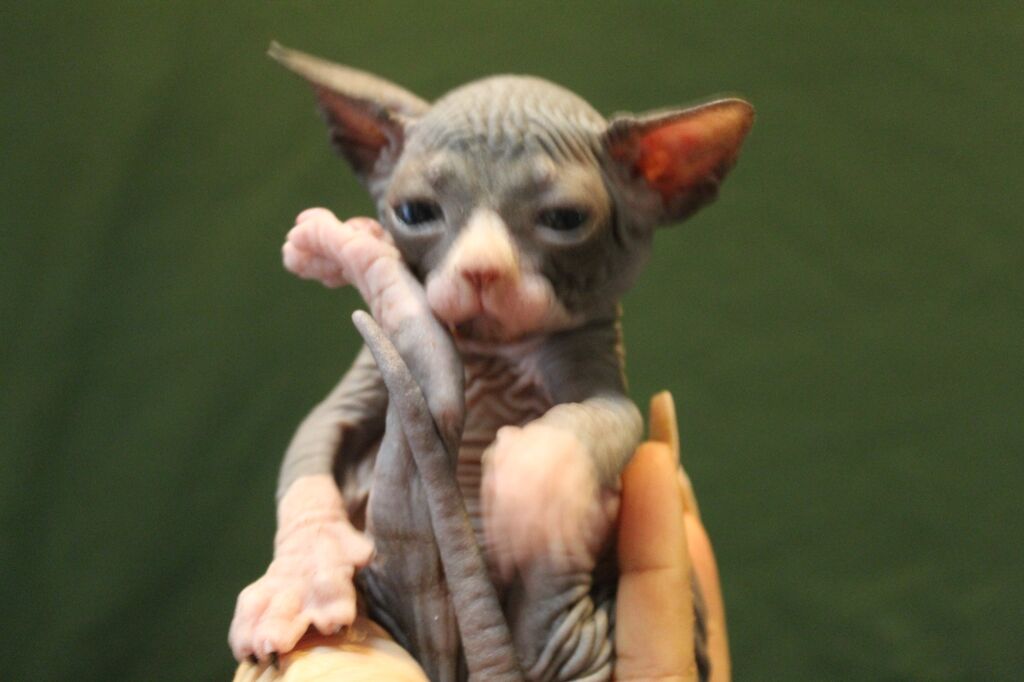 5346951  Canadian sphynx
