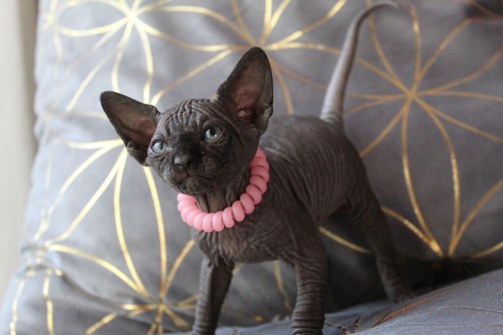 5382120  Canadian sphynx