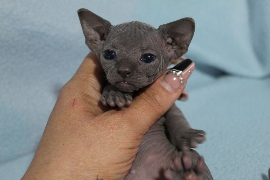 5382145  Canadian sphynx