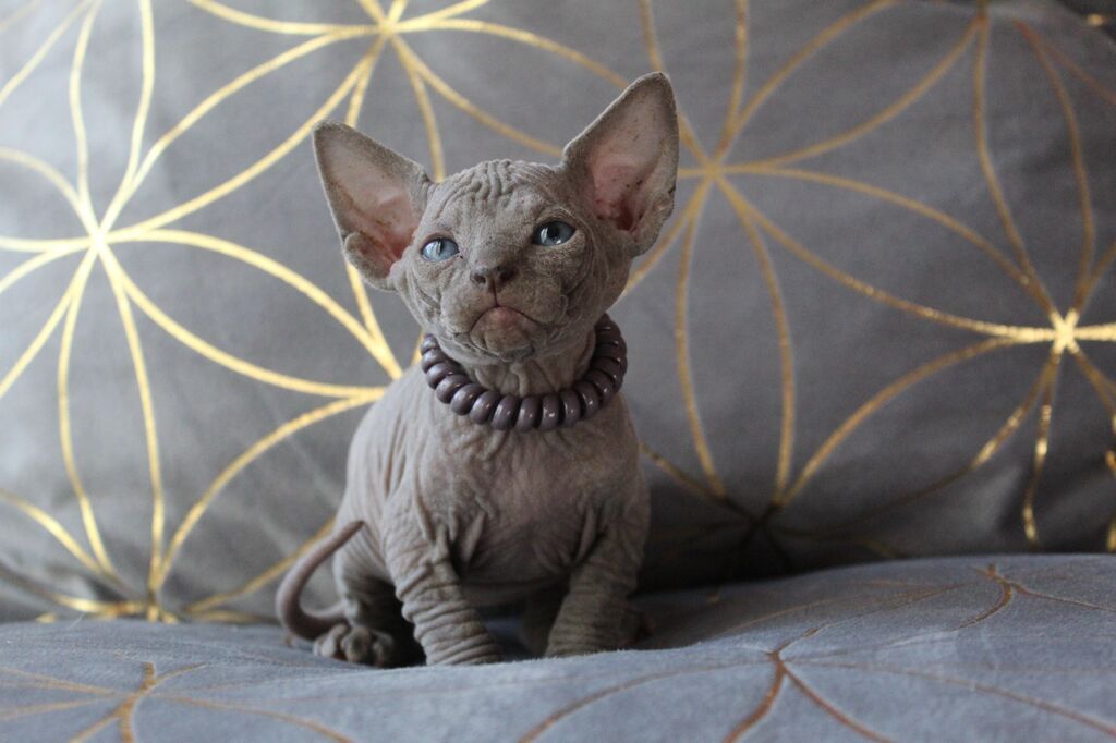 5382146  Canadian sphynx