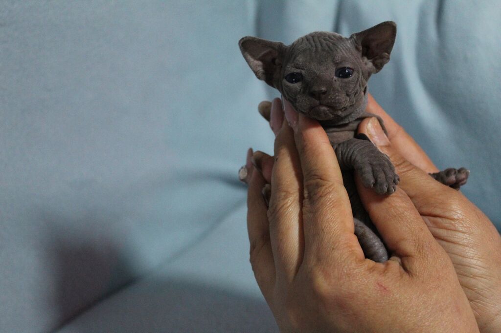 5382147  Canadian sphynx