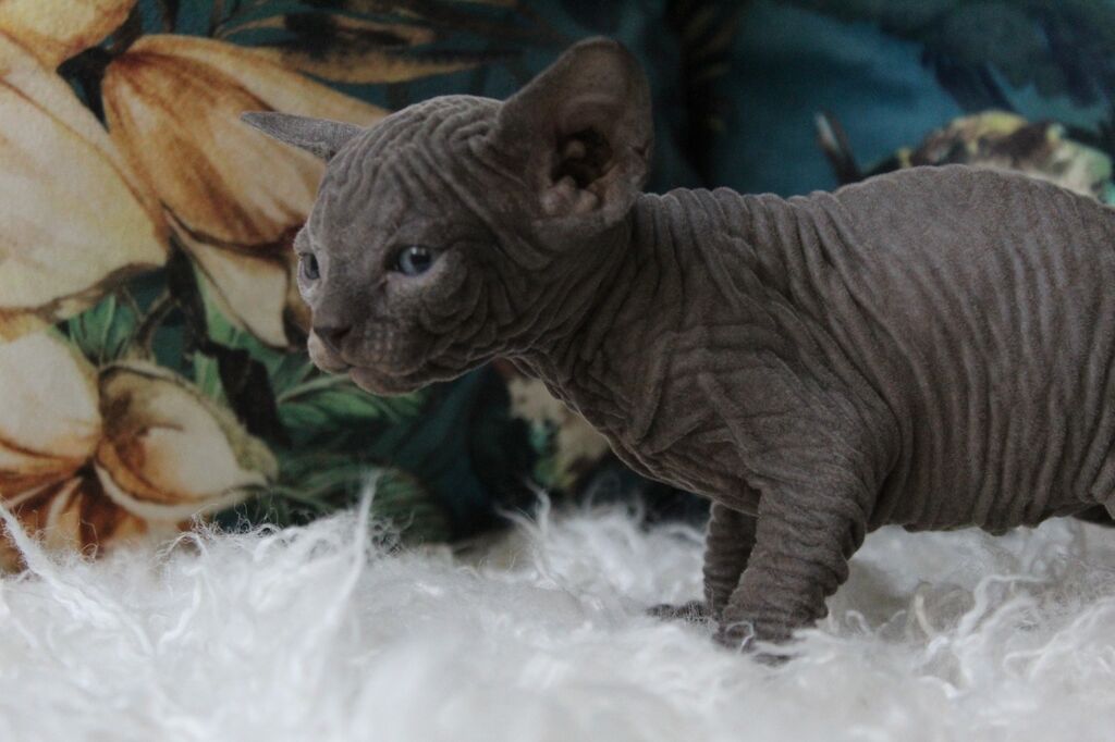 5382148  Canadian sphynx