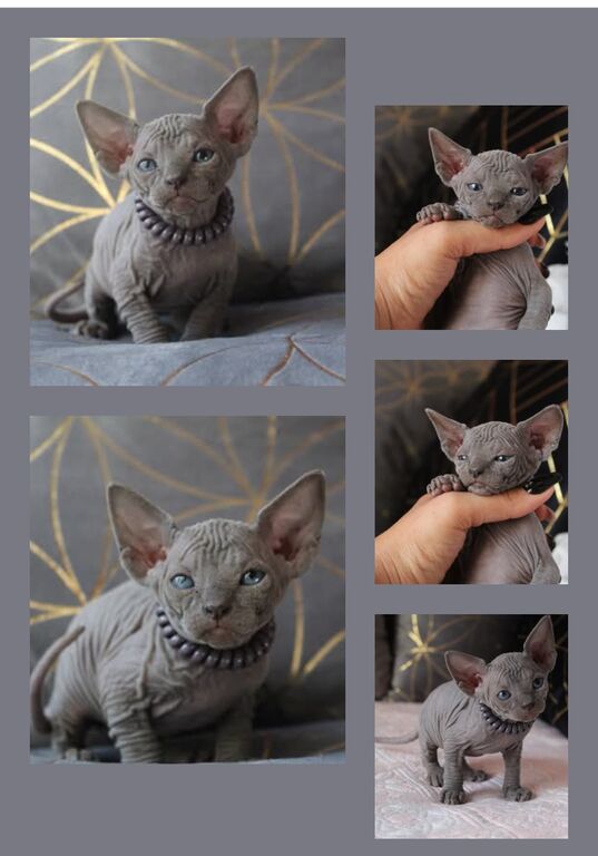 5382149  Canadian sphynx