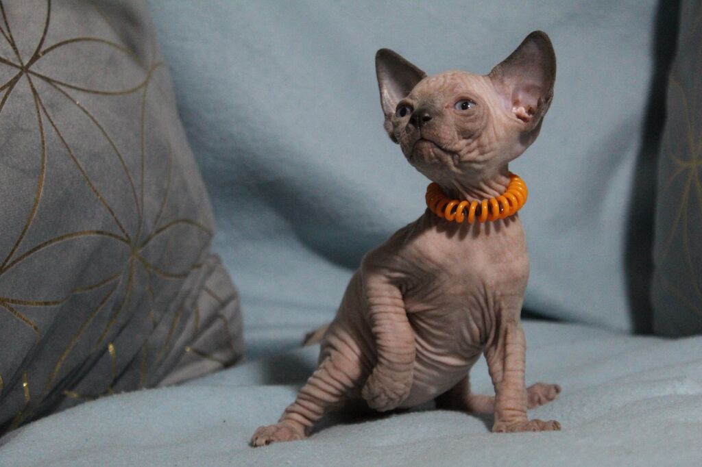 5384787  Canadian sphynx