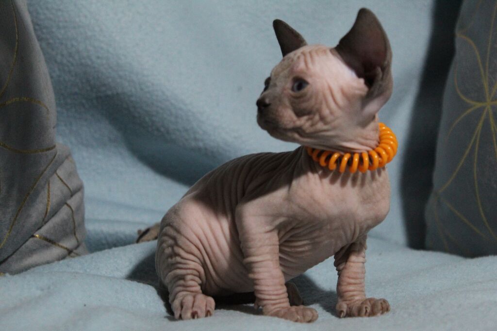 5384789  Canadian sphynx