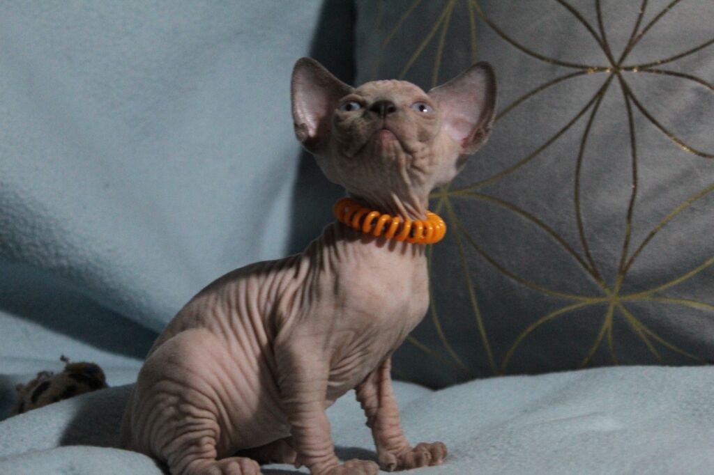 5384790  Canadian sphynx