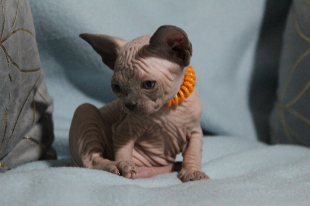 5384791  Canadian sphynx