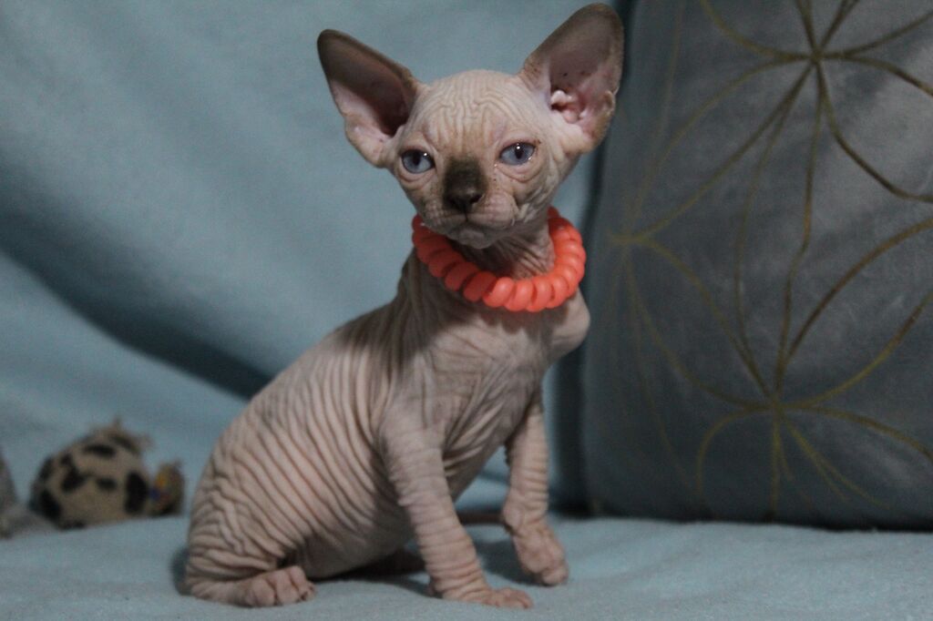5384792  Canadian sphynx