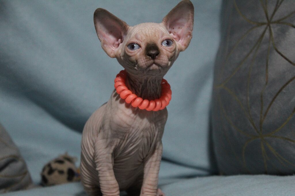5384793  Canadian sphynx