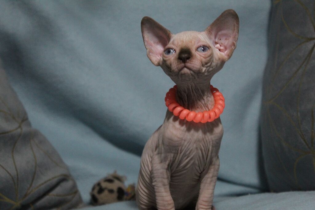 5384794  Canadian sphynx