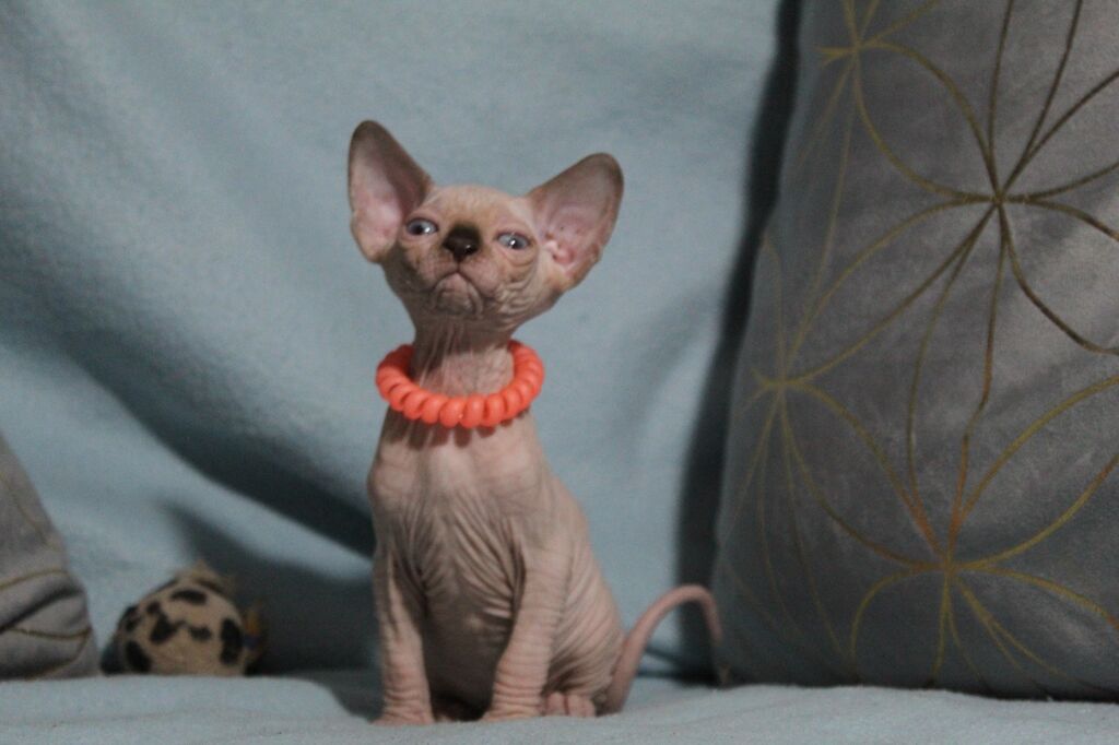 5384795  Canadian sphynx
