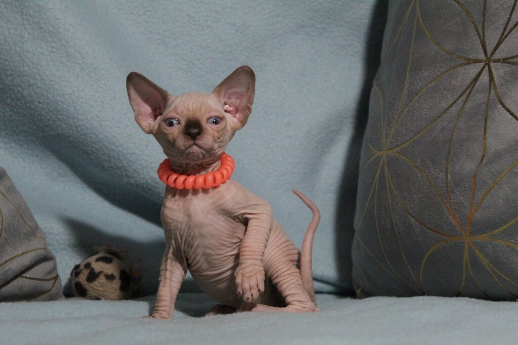 5384796  Canadian sphynx