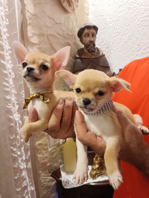 5402827  cane chihuahua