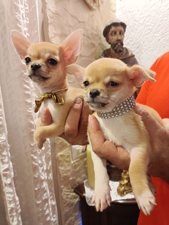 5402828  cane chihuahua
