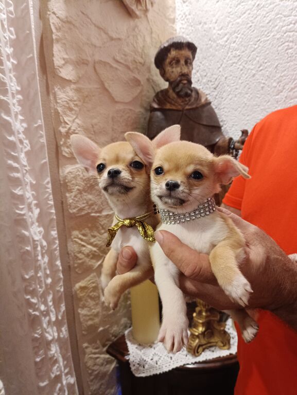 5402829  cane chihuahua