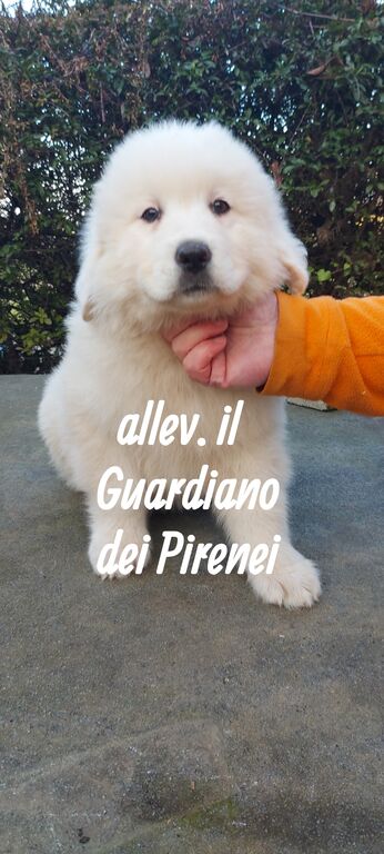 5360902  CANE DA MONTAGNA DEI PIRENEI