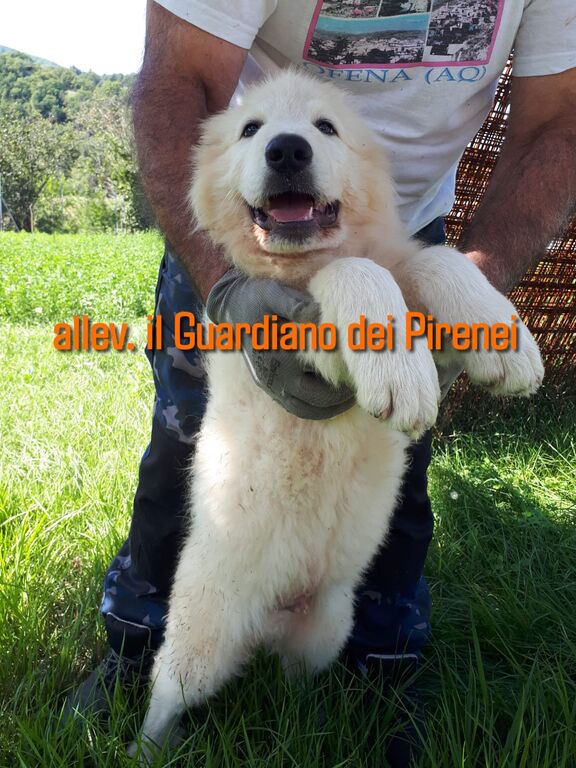 5400558  CANE DA MONTAGNA DEI PIRENEI