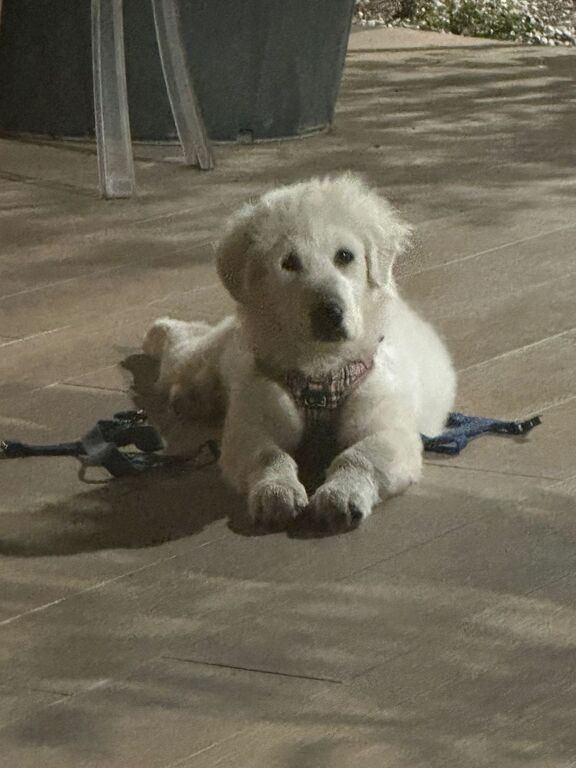 5400559  CANE DA MONTAGNA DEI PIRENEI