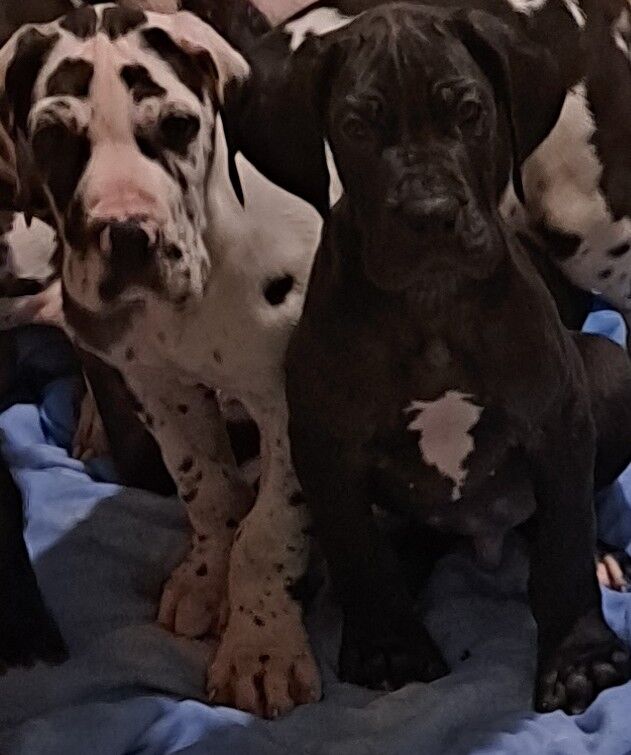 5350919  Cani alani tedeschi