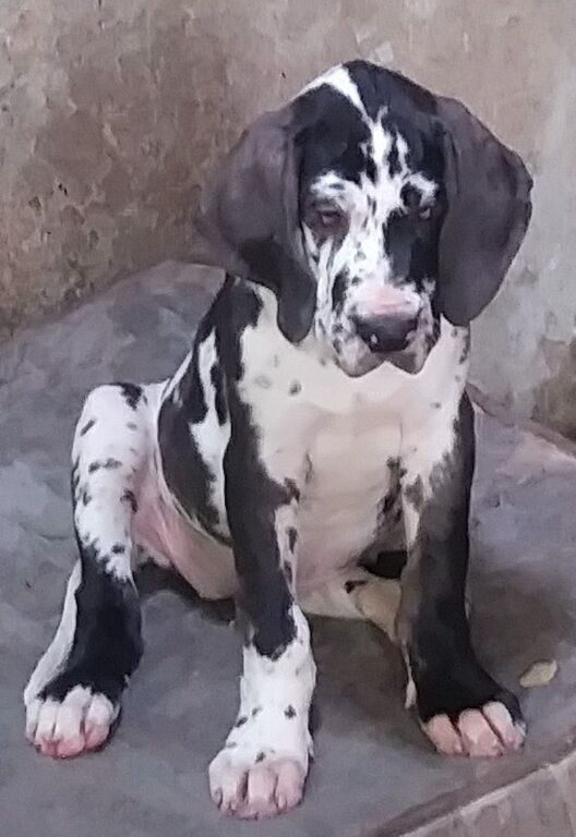 5371993  Cani alani tedeschi