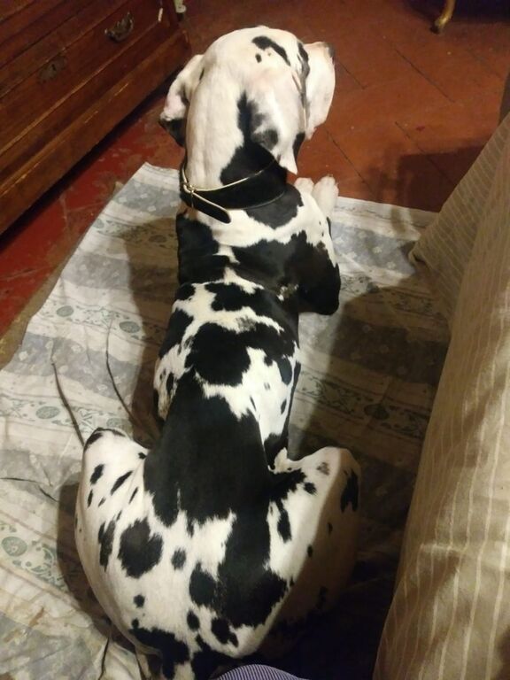 5371994  Cani alani tedeschi