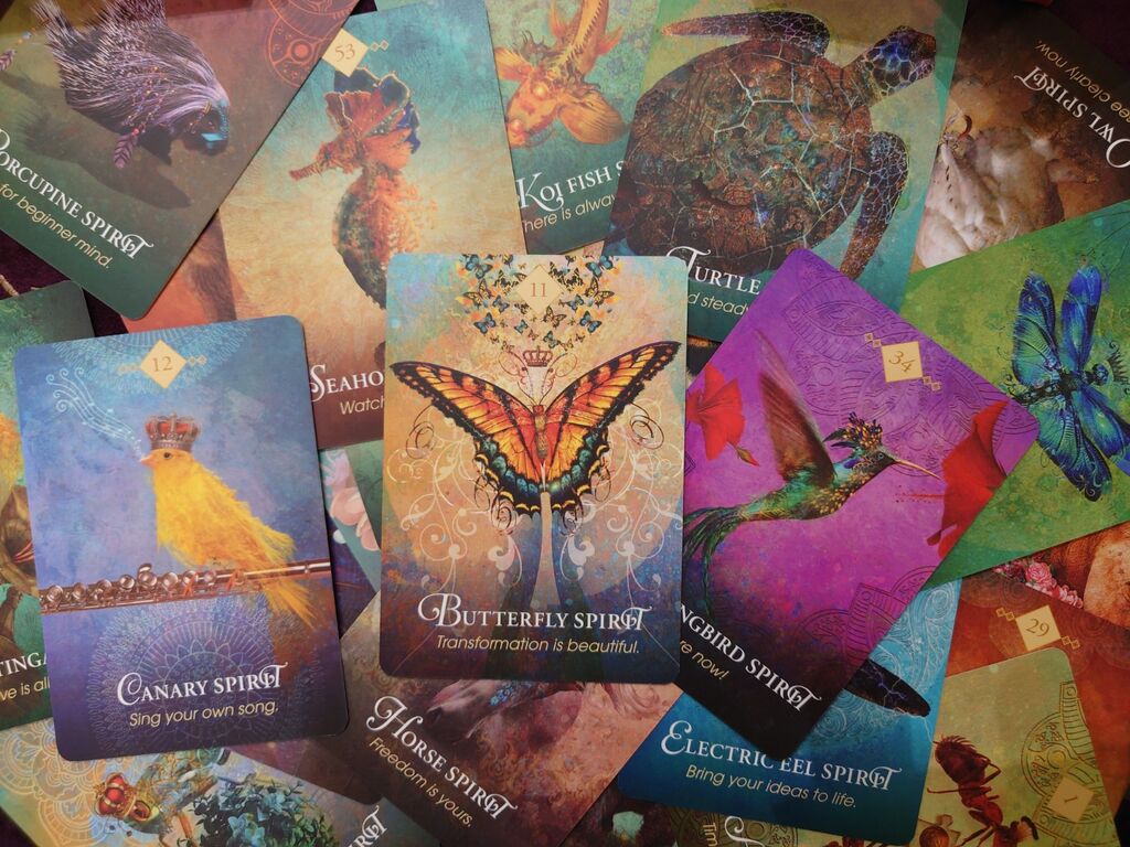 5351254 Cartomante professionista