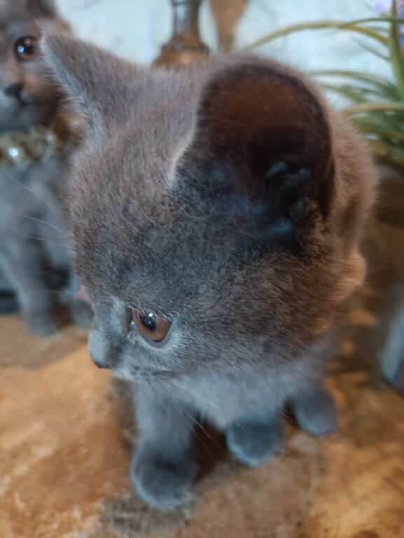 5400569  Certosini gatto cuccioli