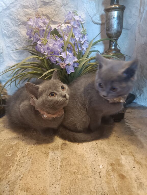 5400570  Certosini gatto cuccioli