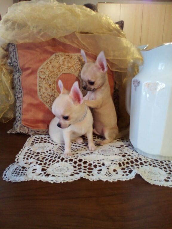 5400566  Chihuahua cuccioli cane