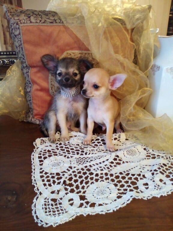 5400567  Chihuahua cuccioli cane