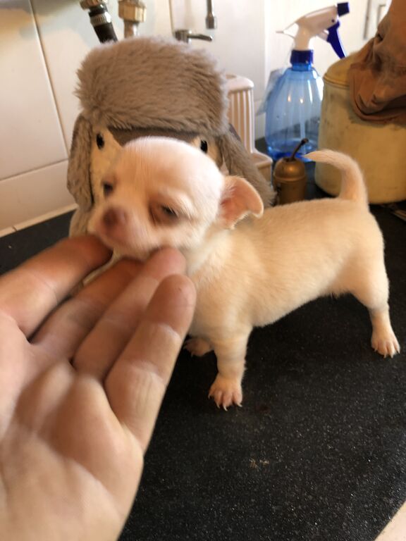 5147687  Chihuahua mini toy