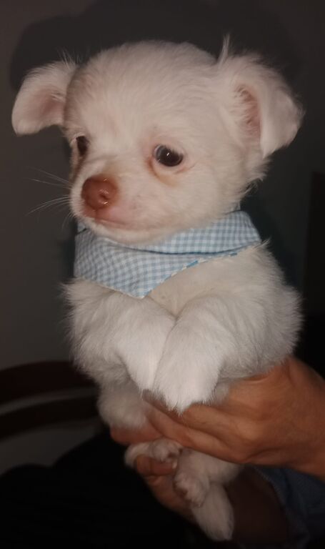 5196146  Chihuahua