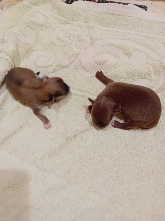5391109  Chihuahua toy
