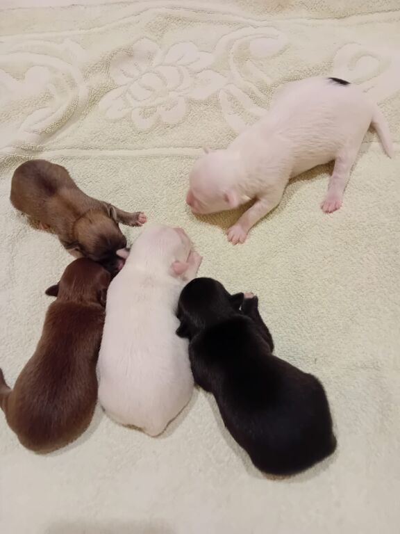 5391110  Chihuahua toy