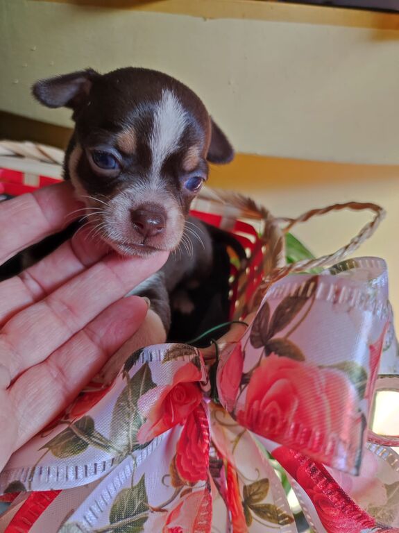 5406180  Chihuahua toy maschietto