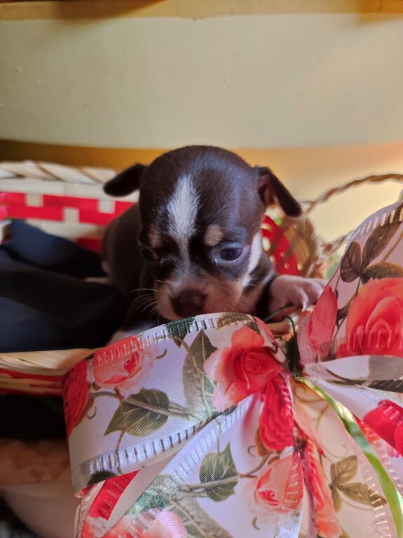 5406181  Chihuahua toy maschietto