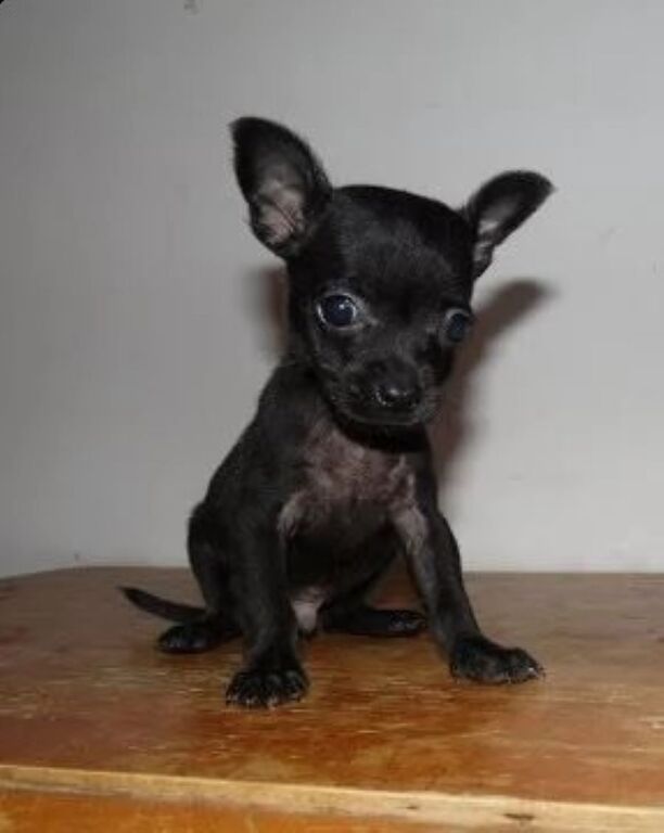 5410101  Chihuahua toy maschietti