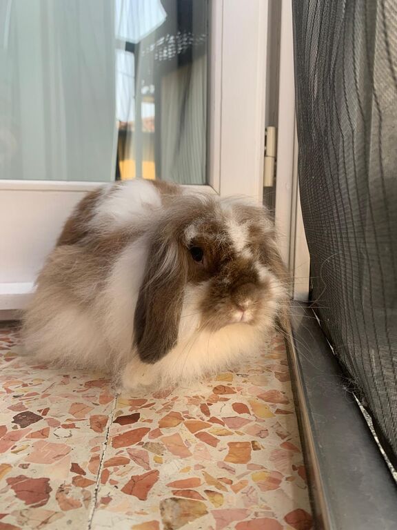 5349659  Coniglio testa di leone