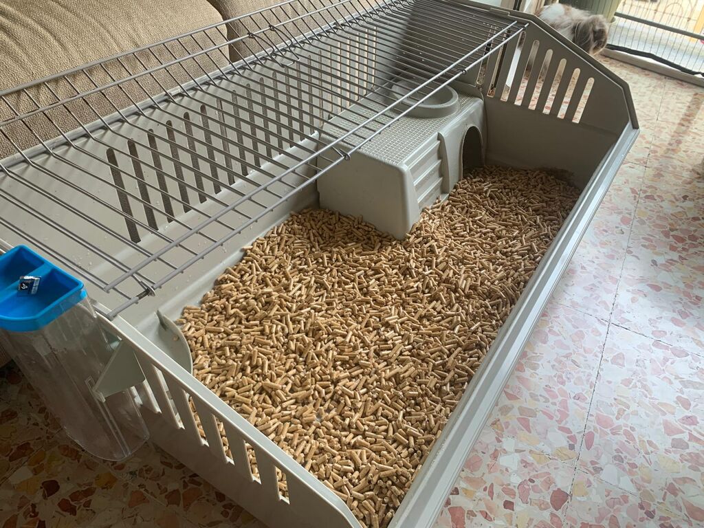 5349660  Coniglio testa di leone