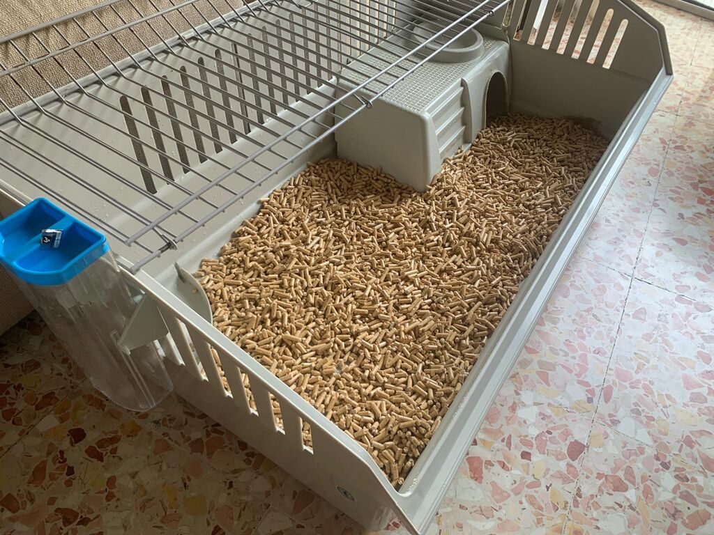 5350170  Coniglio testa di leone