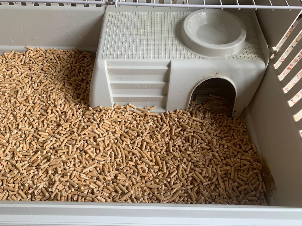 5350173  Coniglio testa di leone