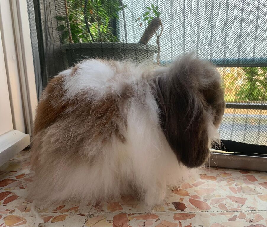 5350175  Coniglio testa di leone