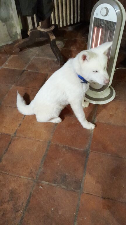 5356647  Cuccioli di Akita inu