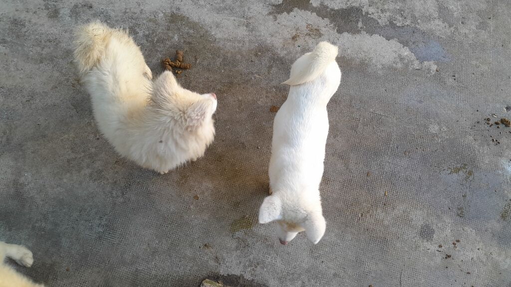5356649  Cuccioli di Akita inu