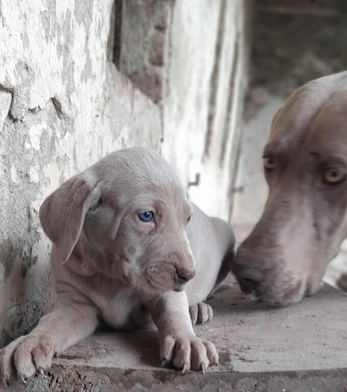5373545  Cuccioli di weimaraner