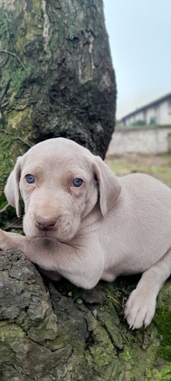 5373546  Cuccioli di weimaraner